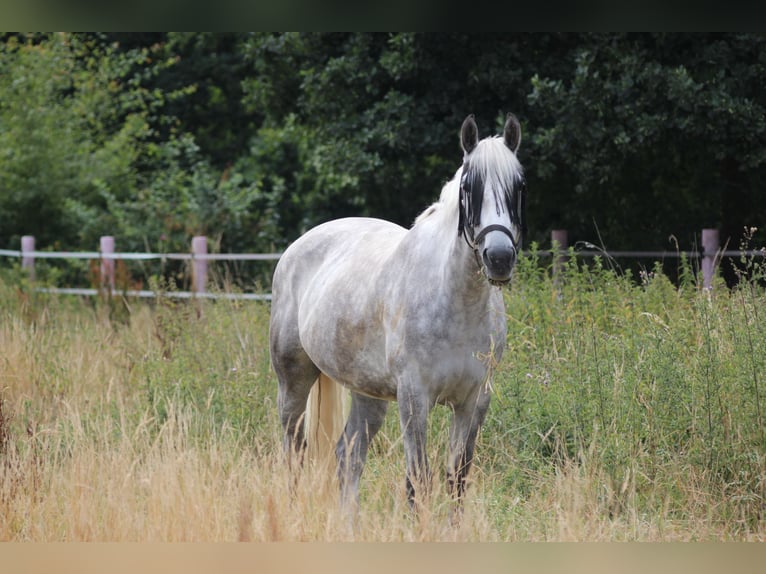 Caballo de deporte irlandés Yegua 14 años 163 cm Tordo rodado in Wolfsburg