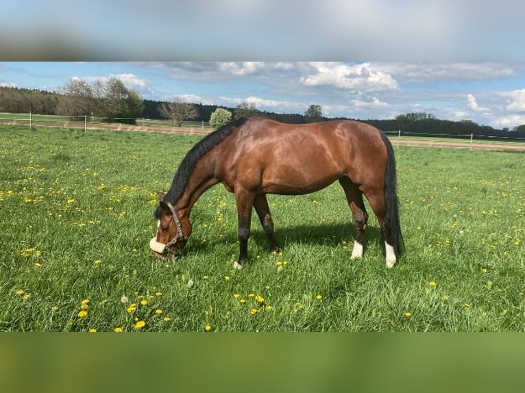 Caballo de deporte irlandés Yegua 14 años 165 cm Castaño in Kitzingen