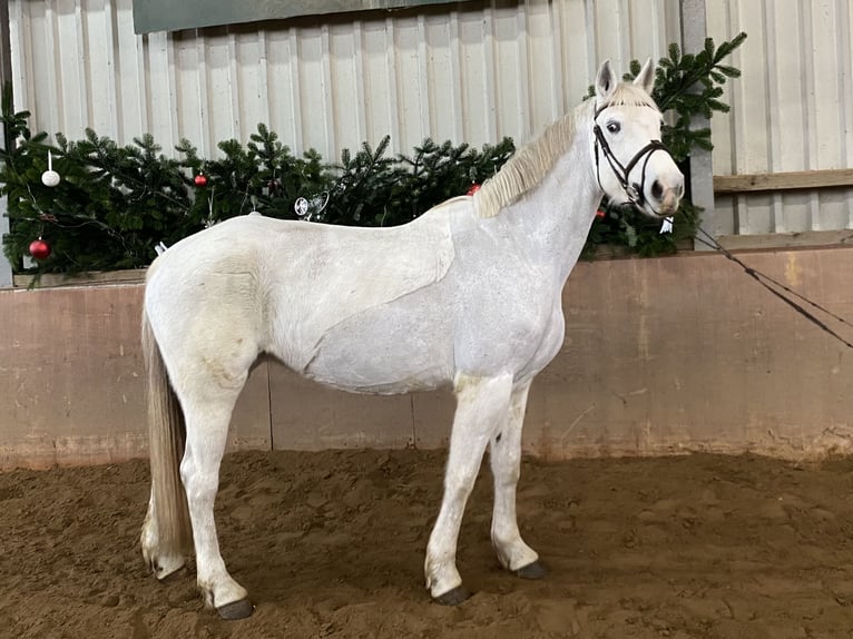 Caballo de deporte irlandés Yegua 14 años 165 cm Tordo in Elze