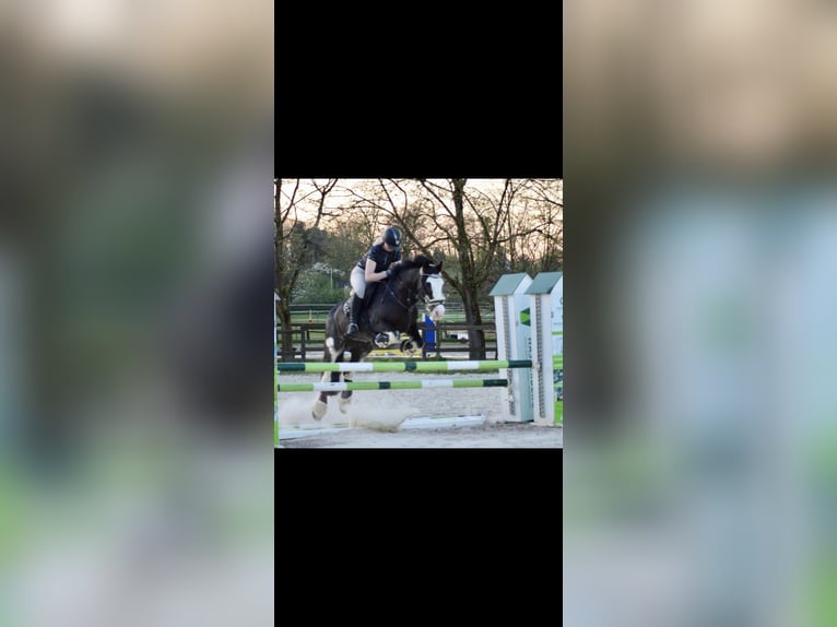 Caballo de deporte irlandés Mestizo Yegua 15 años 148 cm Morcillo in Hückelhoven