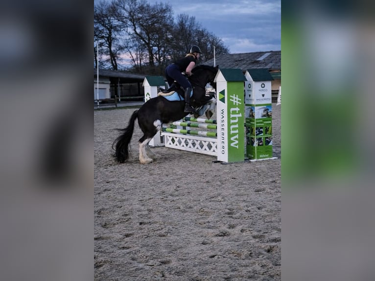 Caballo de deporte irlandés Mestizo Yegua 15 años 148 cm Morcillo in Hückelhoven