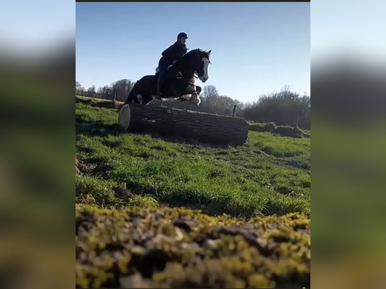 Caballo de deporte irlandés Mestizo Yegua 15 años 148 cm Morcillo in Hückelhoven