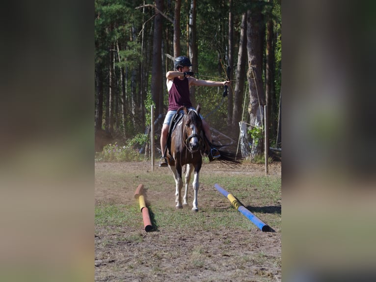 Caballo de deporte irlandés Yegua 15 años 153 cm in Ribbesbüttel