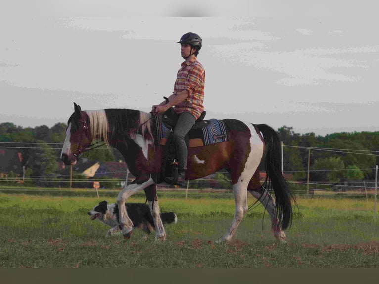 Caballo de deporte irlandés Yegua 15 años 153 cm in Ribbesbüttel