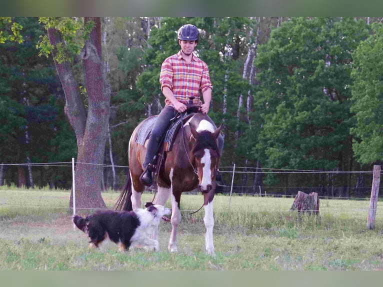 Caballo de deporte irlandés Yegua 15 años 153 cm in Ribbesbüttel