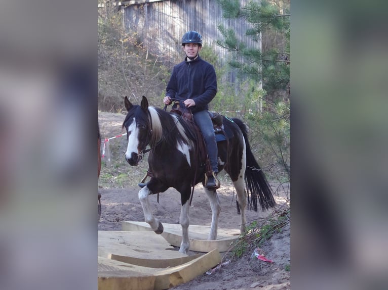 Caballo de deporte irlandés Yegua 15 años 153 cm in Ribbesbüttel