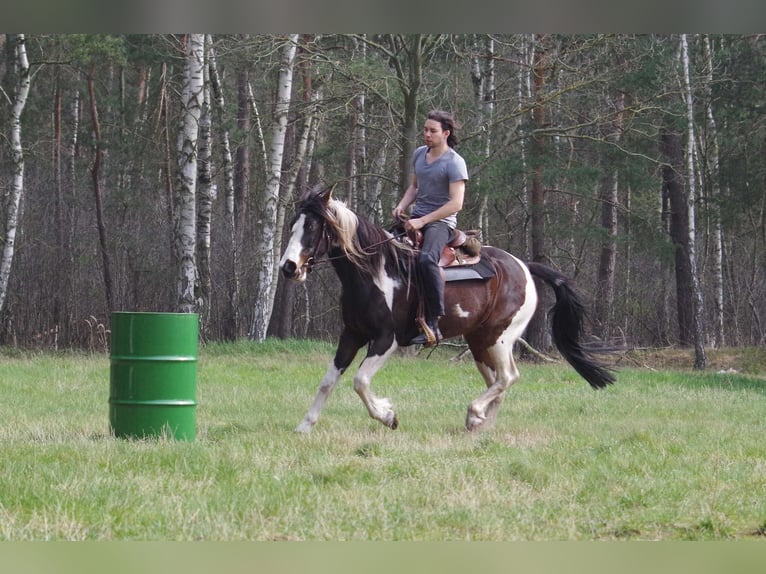 Caballo de deporte irlandés Yegua 15 años 153 cm in Ribbesbüttel