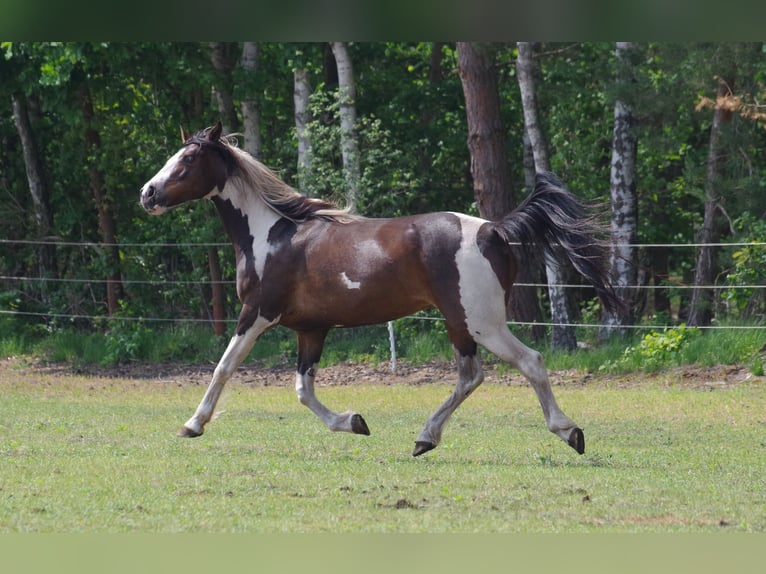 Caballo de deporte irlandés Yegua 15 años 153 cm in Ribbesbüttel