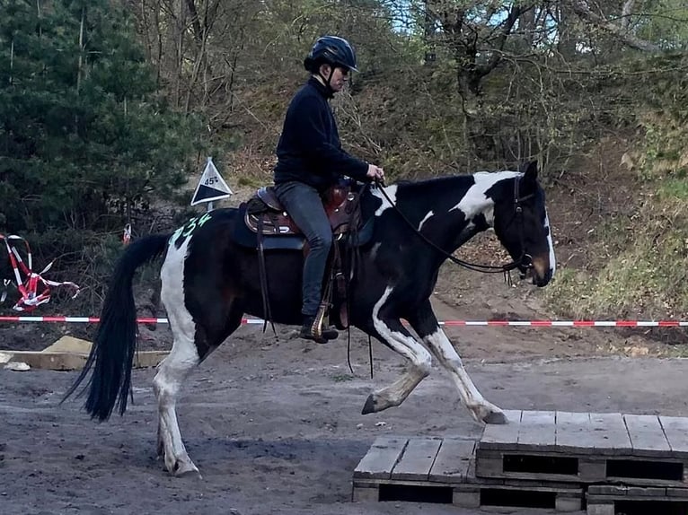 Caballo de deporte irlandés Yegua 15 años 153 cm in Ribbesbüttel