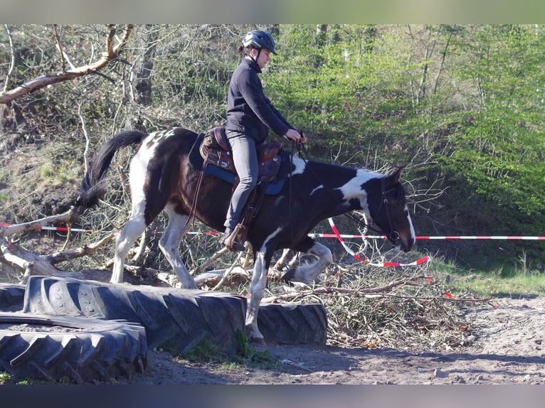 Caballo de deporte irlandés Yegua 15 años 153 cm in Ribbesbüttel