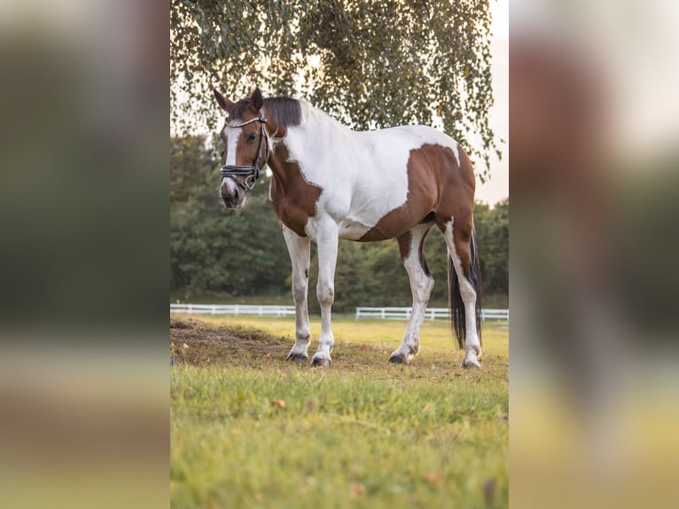 Caballo de deporte irlandés Yegua 15 años 157 cm Pío in Heide