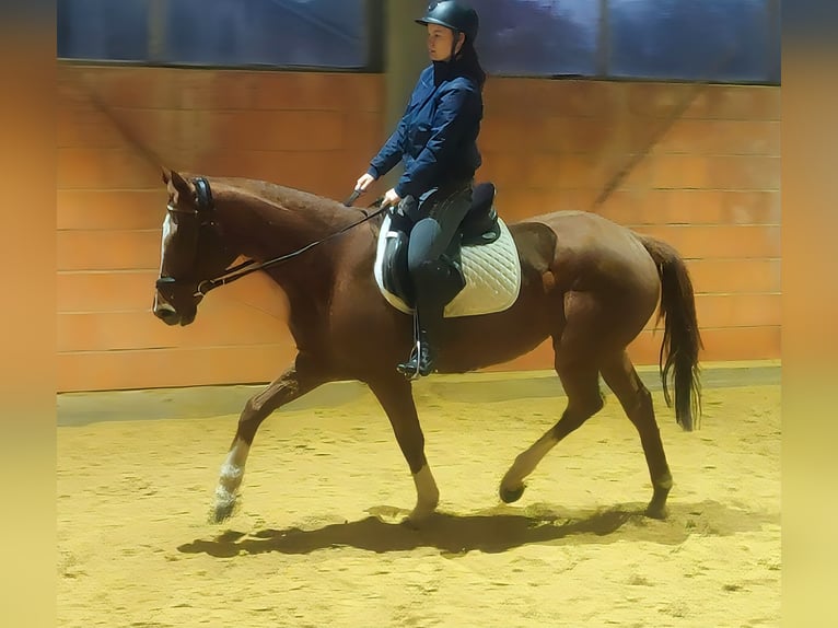 Caballo de deporte irlandés Yegua 15 años 158 cm Alazán in Lage