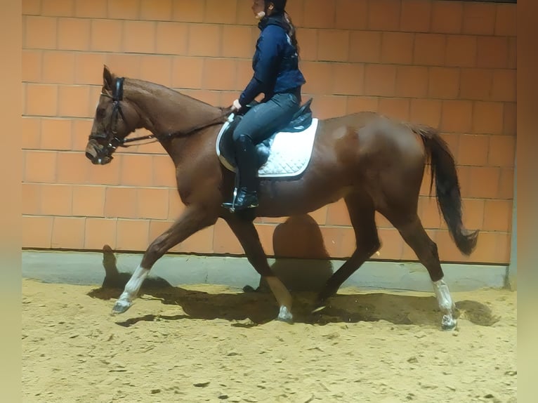 Caballo de deporte irlandés Yegua 15 años 158 cm Alazán in Lage