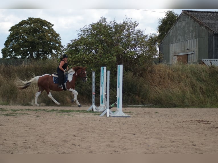 Caballo de deporte irlandés Yegua 15 años 165 cm Pío in Peine Caballo de deporte irlandés Yegua 15 años 165 cm Pío in Peine