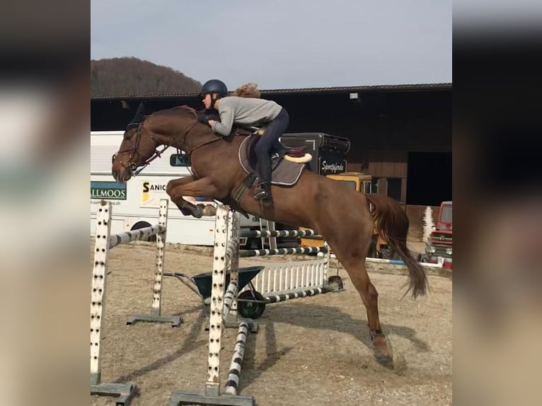 Caballo de deporte irlandés Yegua 15 años 167 cm Alazán in Dänikon ZH