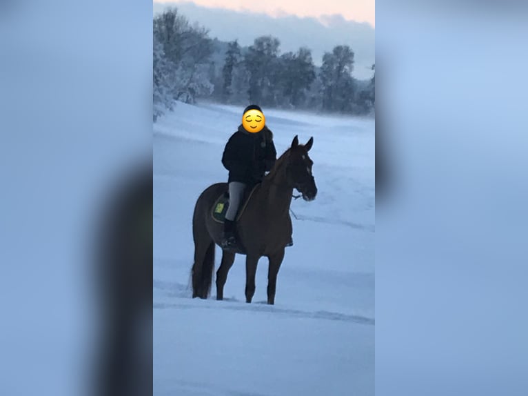 Caballo de deporte irlandés Yegua 15 años 167 cm Alazán in Dänikon ZH