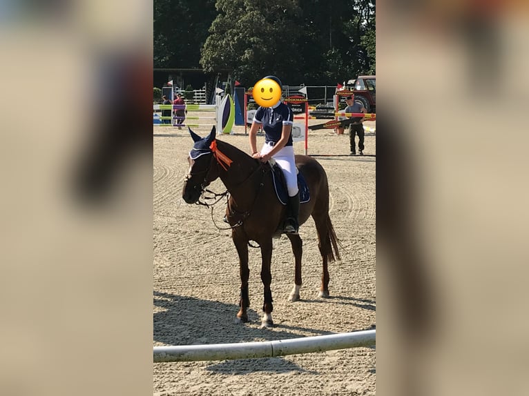 Caballo de deporte irlandés Yegua 15 años 167 cm Alazán in Dänikon ZH