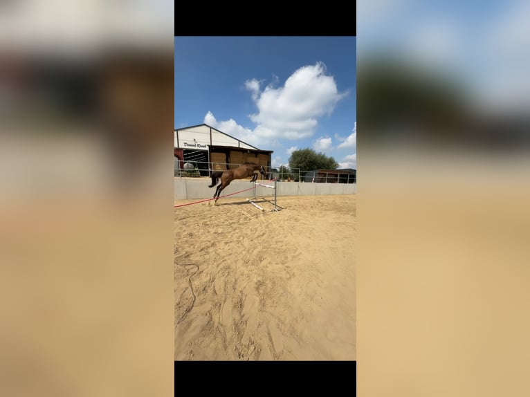 Caballo de deporte irlandés Yegua 15 años 167 cm Castaño oscuro in Affligem