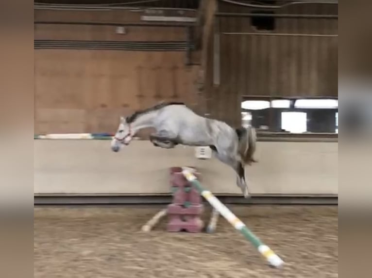 Caballo de deporte irlandés Yegua 15 años 167 cm Tordo in Mönchengladbach