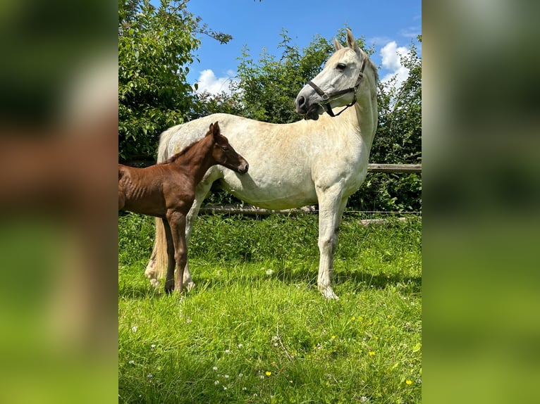 Caballo de deporte irlandés Yegua 15 años 167 cm Tordo in Mönchengladbach