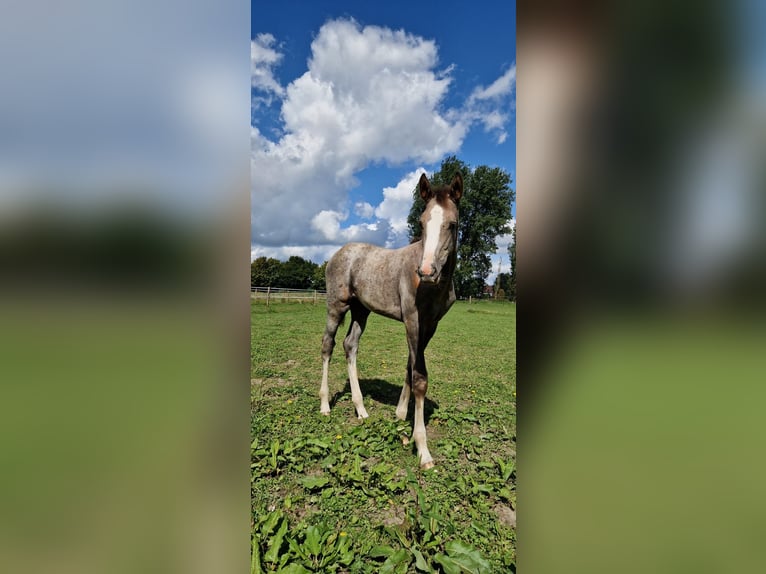 Caballo de deporte irlandés Yegua 15 años 167 cm Tordo in Mönchengladbach