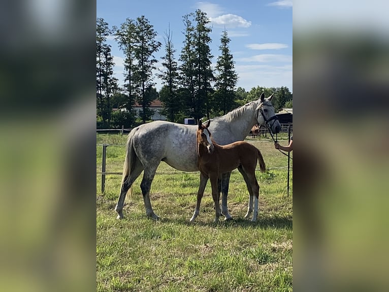 Caballo de deporte irlandés Yegua 15 años 167 cm Tordo in Mönchengladbach