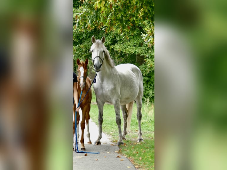 Caballo de deporte irlandés Yegua 15 años 167 cm Tordo in Mönchengladbach