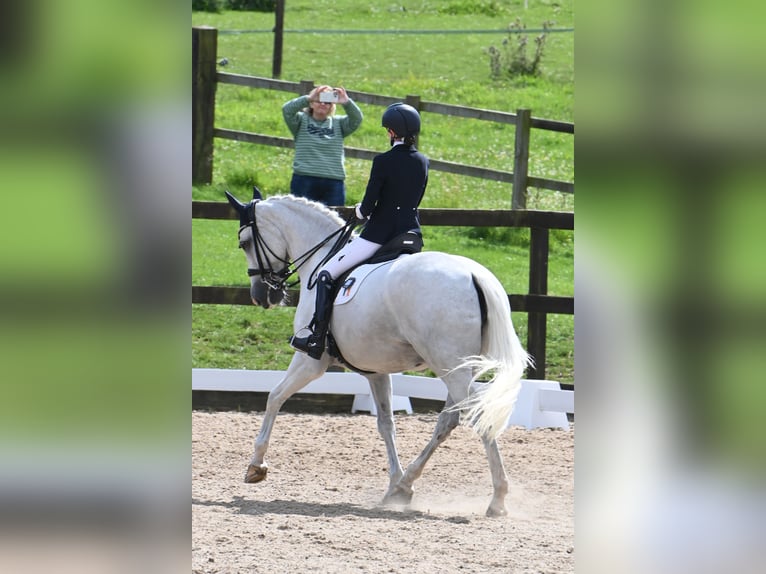 Caballo de deporte irlandés Yegua 15 años 168 cm Tordo in Carlow