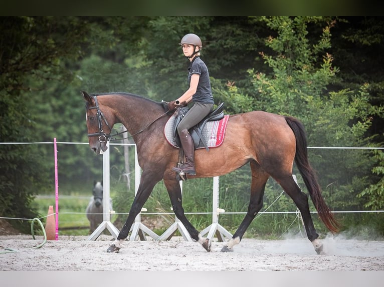 Caballo de deporte irlandés Yegua 15 años 169 cm Castaño in Velden