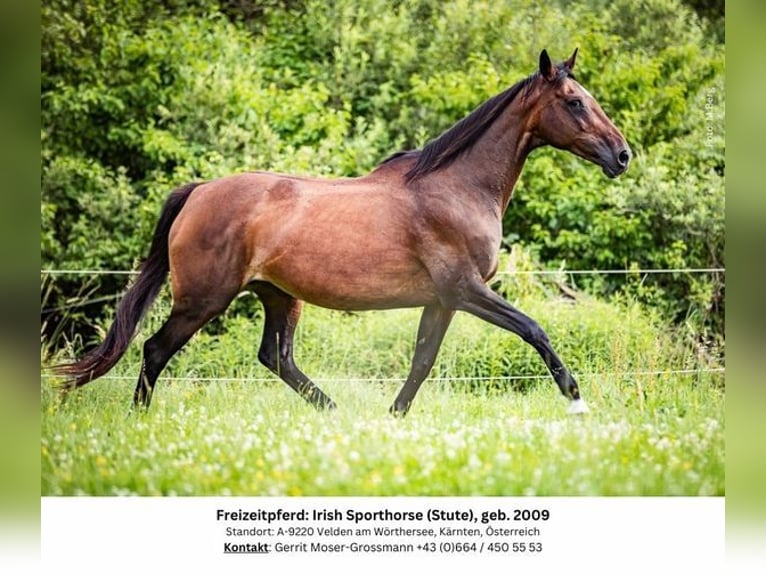 Caballo de deporte irlandés Yegua 15 años 169 cm Castaño in Velden