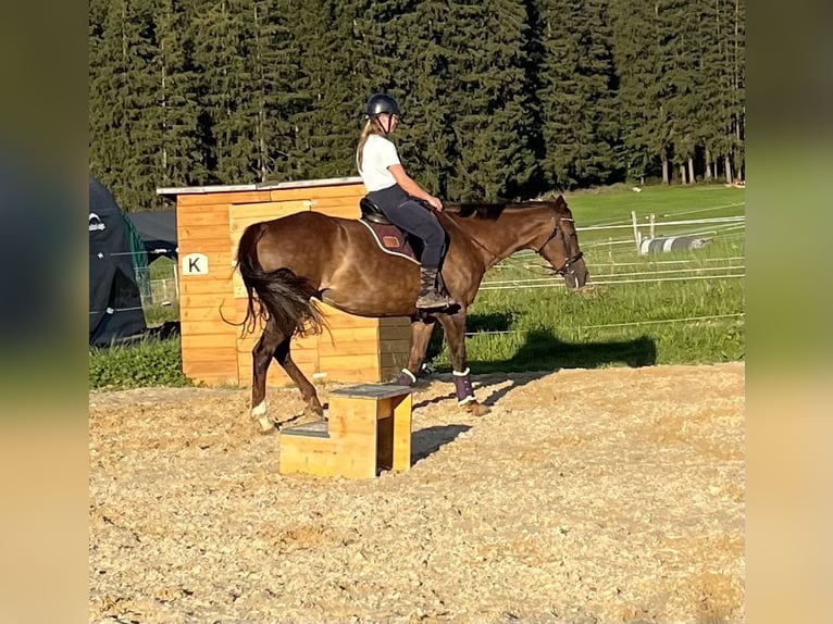 Caballo de deporte irlandés Yegua 15 años 170 cm Castaño oscuro in Isny im Allgäu