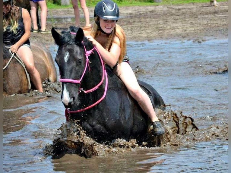 Caballo de deporte irlandés Yegua 16 años 152 cm Negro in Zuienkerke