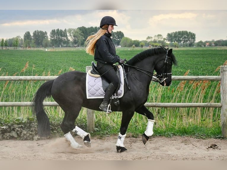 Caballo de deporte irlandés Yegua 16 años 152 cm Negro in Zuienkerke