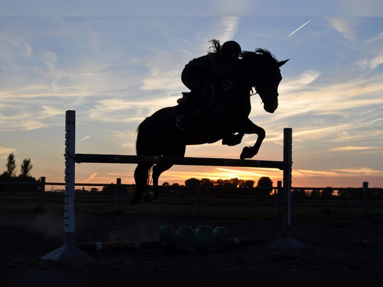 Caballo de deporte irlandés Yegua 16 años 152 cm Negro in Zuienkerke