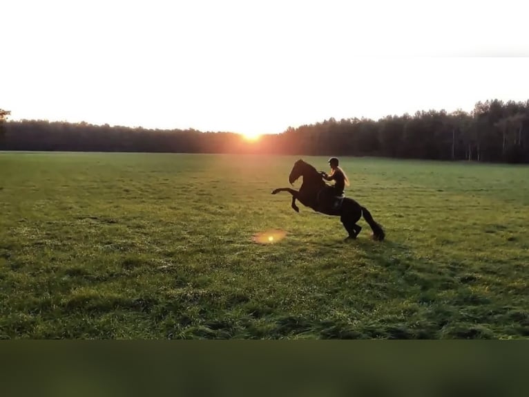 Caballo de deporte irlandés Yegua 16 años 152 cm Negro in Zuienkerke