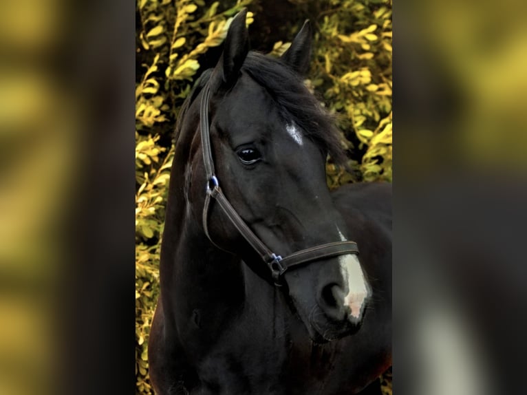 Caballo de deporte irlandés Yegua 16 años 152 cm Negro in Zuienkerke