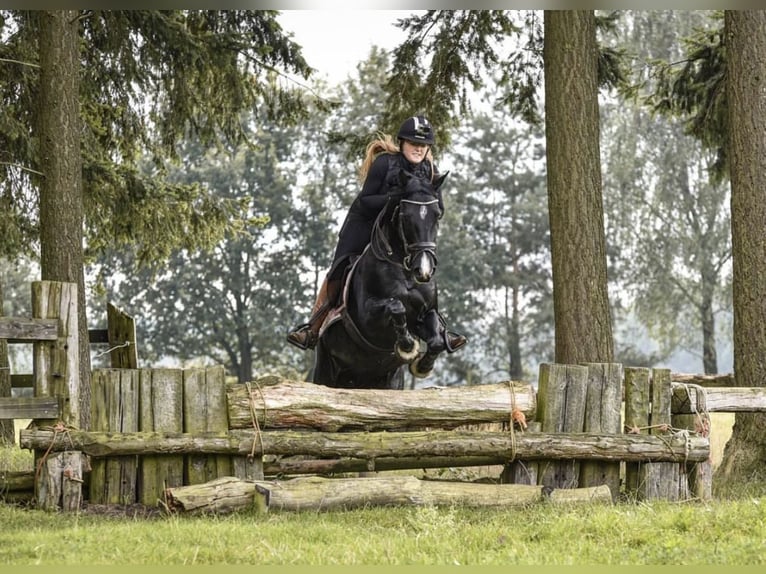 Caballo de deporte irlandés Yegua 16 años 152 cm Negro in Zuienkerke