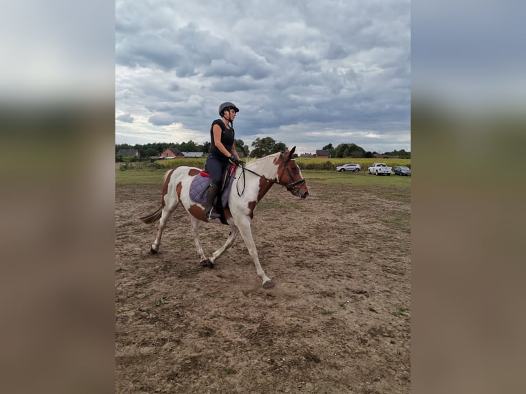 Caballo de deporte irlandés Yegua 16 años 160 cm Pío in Koersel