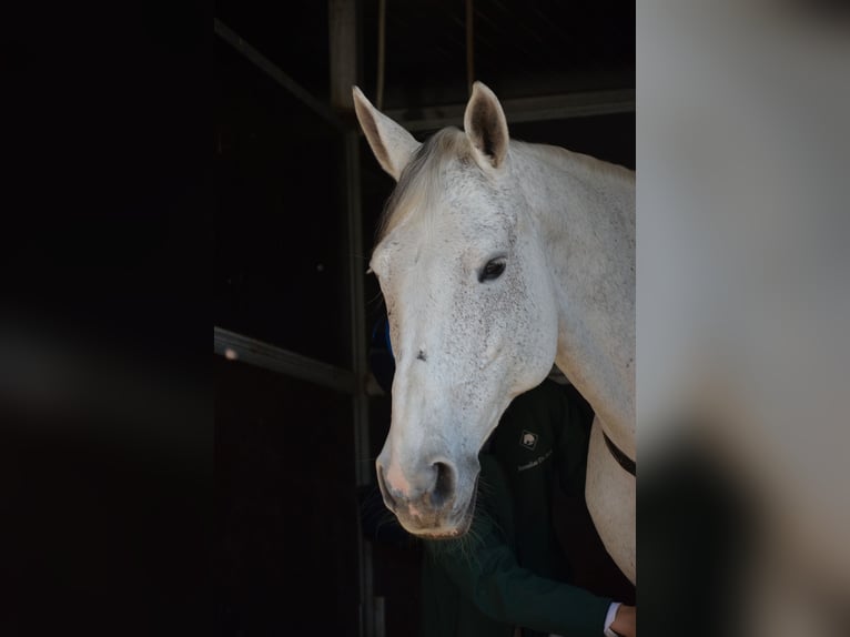 Caballo de deporte irlandés Yegua 16 años 160 cm Tordo in Montecompatri