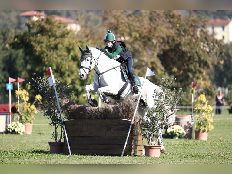 Caballo de deporte irlandés Yegua 16 años 160 cm Tordo in Montecompatri