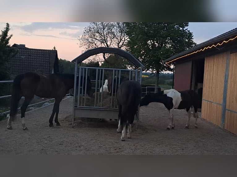 Caballo de deporte irlandés Yegua 17 años 143 cm Pío in Adelsheim