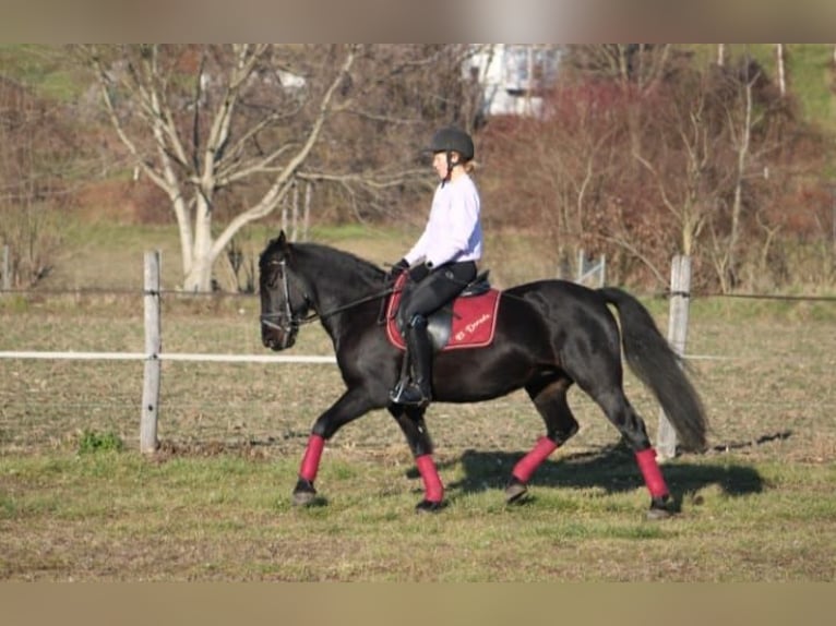 Caballo de deporte irlandés Yegua 17 años 145 cm Negro in Goldgeben