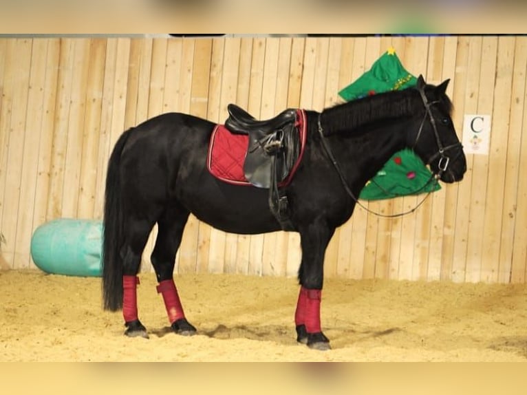 Caballo de deporte irlandés Yegua 17 años 145 cm Negro in Goldgeben