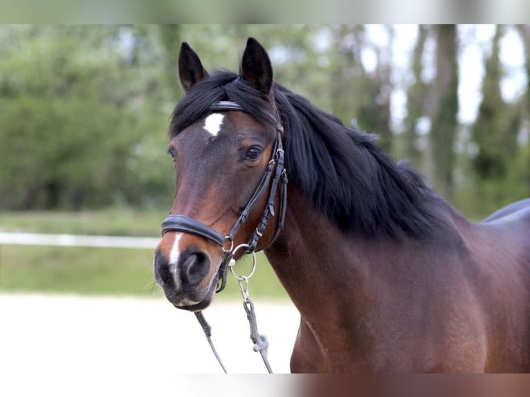 Caballo de deporte irlandés Yegua 17 años 155 cm Castaño oscuro in Gladbeck