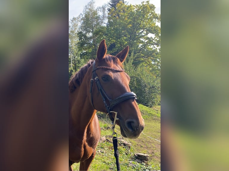 Caballo de deporte irlandés Yegua 17 años 160 cm Alazán-tostado in Schwarzenberg