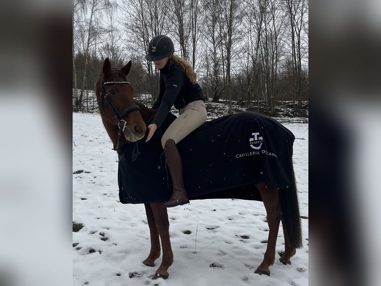 Caballo de deporte irlandés Yegua 17 años 160 cm Alazán-tostado in Schwarzenberg