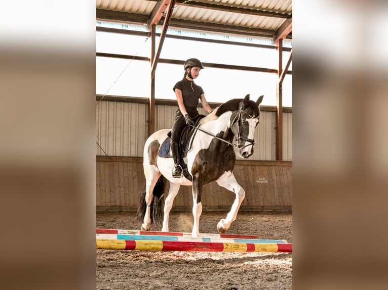 Caballo de deporte irlandés Yegua 17 años 160 cm Pío in Kremmen
