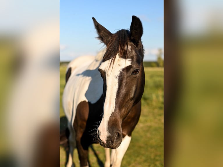 Caballo de deporte irlandés Yegua 17 años 160 cm Pío in Kremmen