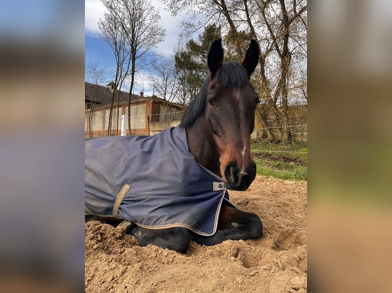Caballo de deporte irlandés Yegua 17 años 165 cm Castaño in Teupitz