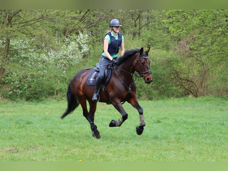 Caballo de deporte irlandés Yegua 17 años 165 cm Castaño in Teupitz